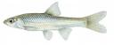 Notropis stramineus Illustration
