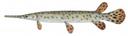 Lepisosteus oculatus Illustration