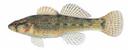Etheostoma tuscumbia Illustration