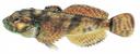 Cottus hypselurus Illustration