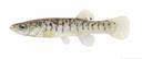 Fundulus confluentus Illustration