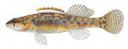 Etheostoma kennicotti Illustration