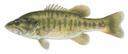 Micropterus treculii Illustration