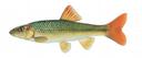 Nocomis micropogon Illustration