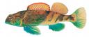 Etheostoma blennius Illustration