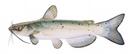 Ictalurus lupus Illustration