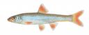 Notropis longirostris Illustration