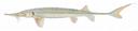 Scaphirhynchus platorynchus Illustration