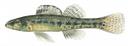 Etheostoma fusiforme Illustration