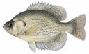 Centrarchus macropterus Illustration