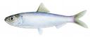 Alosa aestivalis Illustration