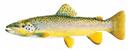 Salmo trutta Illustration