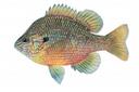 Lepomis marginatus Illustration