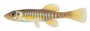 Fundulus diaphanus Illustration