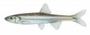 Notropis leuciodus Illustration