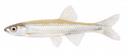 Notropis micropteryx Illustration
