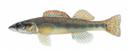 Percina phoxocephala Illustration
