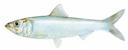Alosa chrysochloris Illustration