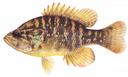 Lepomis gulosus Illustration