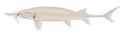 Scaphirhynchus albus Illustration