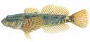 Cottus confusus Illustration