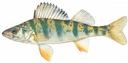 Perca flavescens Illustration