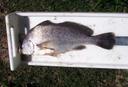 Freshwater Drum