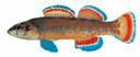 Etheostoma_artesiae.jpg