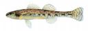 Etheostoma_chlorosoma.jpg