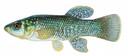 Fundulus_grandis_male.jpg