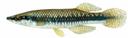 Fundulus_notatus1.jpg
