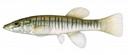 Fundulus_zebrinus_fem.jpg