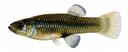 Gambusia_nobilis_fem.jpg