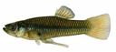 Gambusia_nobilis_male.jpg