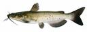 Ictalurus_punctatus_97.jpg