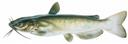 Ictalurus_punctatus_male.jpg