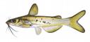 Ictalurus_punctatus_yoy.jpg