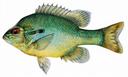 Lepomis_auritus_fem.jpg