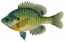 Lepomis_macrochirus_male.jpg