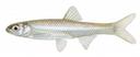 Notropis_jemezanus.jpg