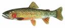 Oncorhynchus_clarkii_virginalis.jpg