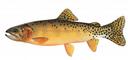 Oncorhynchus_clarkii_virginalis_pecos.jpg