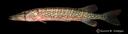 Esox_niger_1184.jpg