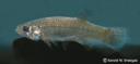Fundulus_grandis_1460.jpg