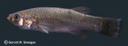 Fundulus_grandis_1553.jpg