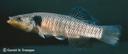 Fundulus_similis_1487.jpg