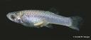 Gambusia_clarkhubbsi_1445.jpg