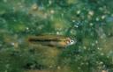 Gambusia_nobilis_GS875.jpg