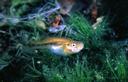 Gambusia_nobilis_HGS874.jpg