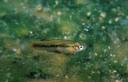 Gambusia_nobilis_HGS875.jpg